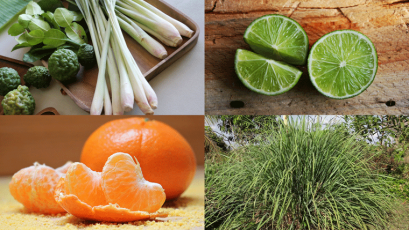 THAI SPA กลิ่นหอมเอกลักษณ์จากสุมนไพรไทย 