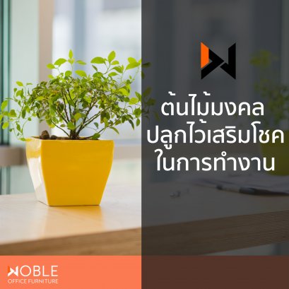 ต้นไม้มงคลปลูกไว้เสริมโชคการทำงาน