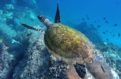 ดำน้ำทะเลชุมพร เกาะหลักแรด เกาะมาตรา เกาะละวะ เกาะลังกาจิว เกาะมะพร้าว(วันคี่)