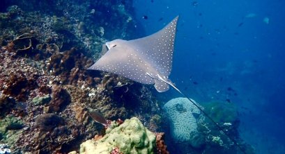 ดำน้ำทะเลชุมพร เกาะง่ามน้อย เกาะง่ามใหญ่ หินแพ เกาะกะโหลก เกาะทะลุ(วันคู่)