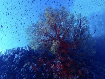 ดำน้ำหมู่เกาะสุรินทร์ (ท่าเรือเกาะพยาม) ระนอง