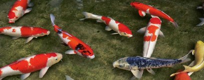 ปลาคาร์ฟ หรือ แฟนซี คาร์ฟ 