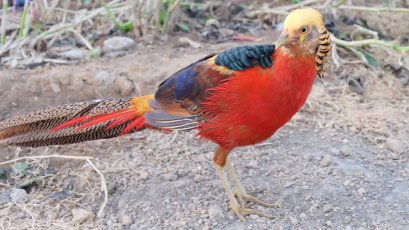 ไก่ฟ้าสีทอง