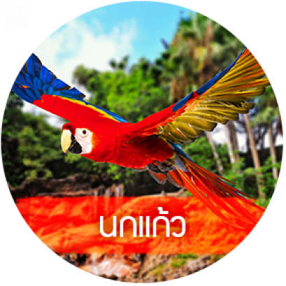 นกแก้วมาคอว์ MACAW