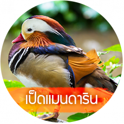 เป็ดแมนดาริน