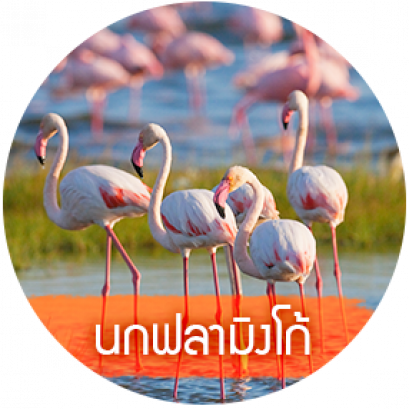 นกฟลามิงโก