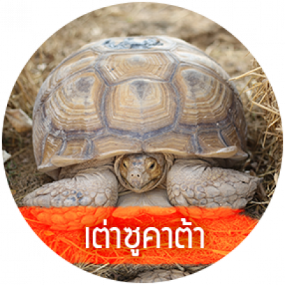 เต่าซูลคาต้า