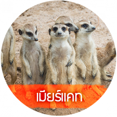 เมียร์แคต