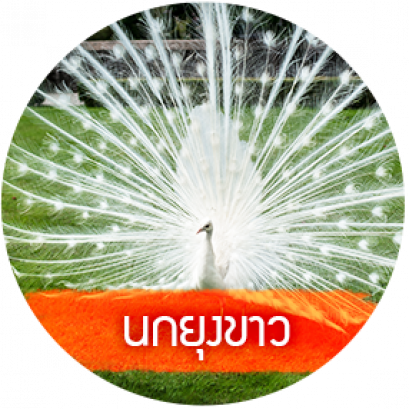 นกยูงอินเดียขาว