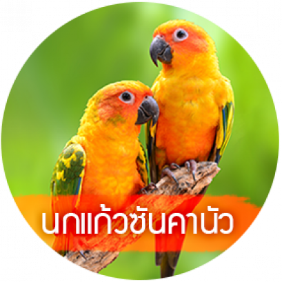 นกแก้วซันคอนัวร์ 