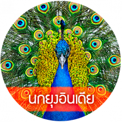 นกยูงอินเดีย