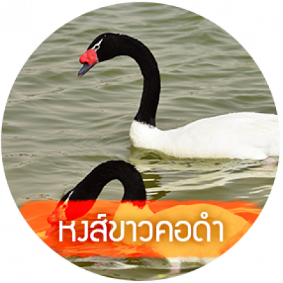 หงส์ขาวคอดำ หรือ หงส์คอดำ