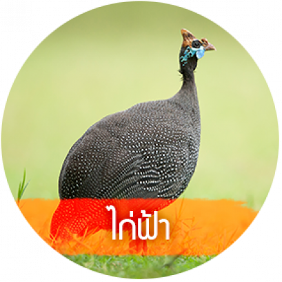 ไก่ต๊อก