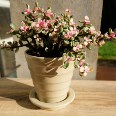 flower pot