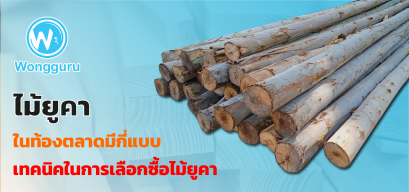 ไม้ยูคา ในท้องตลาดมีกี่แบบ เทคนิคในการเลือกซื้อไม้ยูคา