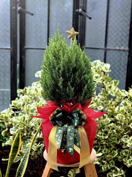 กระเช้าต้นสนคริสต์มาส(Christmas) กระเช้าปีใหม่ ต้นสนทรายเงิน