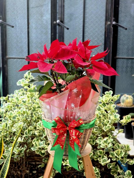 กระเช้าต้นคริสต์มาส(Christmas) ต้นพอยเซ็ตเทีย