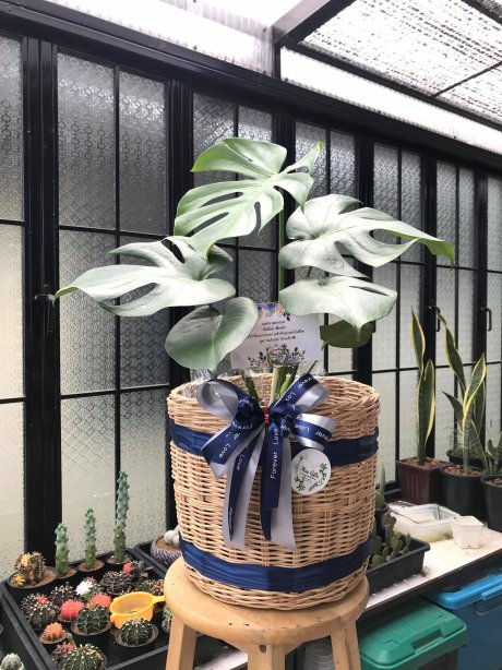 กระเช้ามอนสเตอร่า monstera ตกแต่งหรูโทนน้ำเงิน