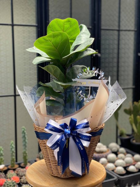 ไทรใบสัก (Ficus Lyrata)