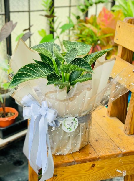 เบอร์กิ้น ไม้ฟอกอากาศ ไม้ฟอกอากาศ  เพิ่มความสดชื่น สดใสให้กับบ้าน