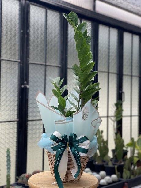 ต้นกวักมรกต ไม้มงคลแสดงความยินดี