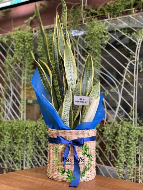 ลิ้นมังกรหอกสุระกาฬ (Sansevieria)