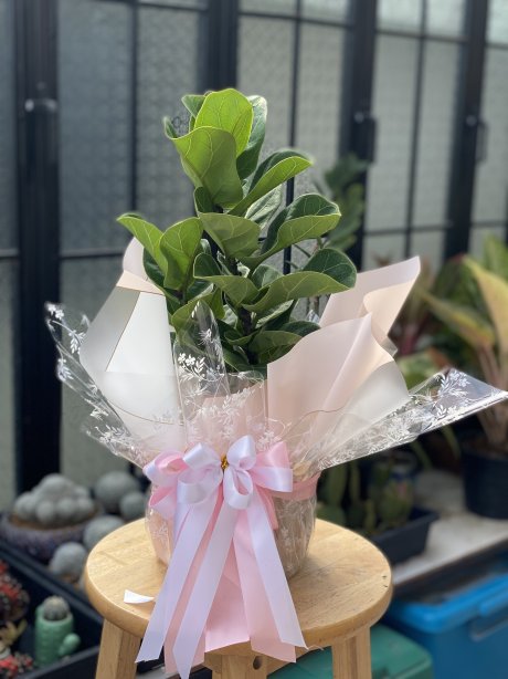 ไทรใบสัก แคระ (Ficus lyrata)(copy)