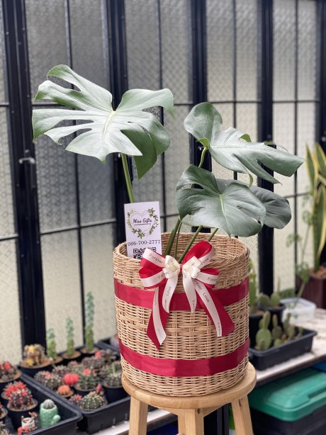 กระเช้ามอนสเตอร่า monstera