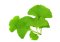 ประโยชน์สารสกัดใบแปะก๊วย (Ginkgo biloba): บำรุงสมอง 