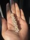 Approx. 4.0 - 5.0 mm, Freshwater Pearl, Pearl Hair Clip