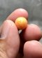 (GIT) ไข่มุก Melo  สีส้ม เม็ดเดี่ยว