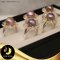แหวนมุกเม็ดเดี่ยว มุกนำจืดเกรดพรีเมี่ยม ล้อมดอกลำดวน ตัวเรือนฐานดอกลำดวนเงินแท้ 92.5 ชุบ Two Tone ทอง-ทองคำขาว  / R790