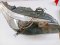 Right headlight E60 159332 - 00