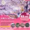 ทัวร์ญี่ปุ่น:KINOSAKI INE KYOTO SAKURA