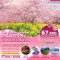 ทัวร์ญี่ปุ่น:ROMANTIC KYOTO KAWAZU SAKURA