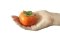 Persimmon Model (each)