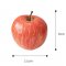 Apple Model (each)