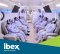 Hyperbaric Oxygen Chamber  Omega Multi-place Chamber IBEX  Model IBEX Tetragon