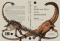 ไดโนเสาร์:ประวัติศาสตร์แห่งชีวิตที่สูญหาย The Rise and Fall of the Dinosaurs: A New History of a Lost World Steve Brusatte / Bookscape