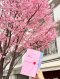Hanami Memories / ปาลิดา พิมพะกร / Sunday Afternoon