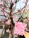 Hanami Memories / ปาลิดา พิมพะกร / Sunday Afternoon