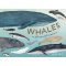 (Eng) Whales: An Illustrated Celebration (Hardcover) / Kelsey Oseid / Ten Speed Press