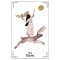 (Eng) The Witch's Shadow Work Oracle Cards: 40 cards for wandering through the forest of your subconscious Cards / by Clare Gogerty (Author), Tijana Lukovic (Illustrator)
