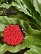 LADYBUG Kettle handle - Pot holder - Hot pad / KOIYEP