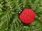 LADYBUG Kettle handle - Pot holder - Hot pad / KOIYEP