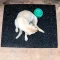ยางปูพื้นสำหรับสัตว์เลี้ยง Pet Rubber Mat