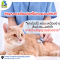 Feline cardiomyopathy (ความผิดปกติของกล้ามเนื้อหัวใจในแมว )