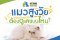 แมวสูงวัยต้องการการดูแลแบบไหน? ทาสแมวควรรู้ความเปลี่ยนแปลงที่เกิดขึ้นเมื่อแมวแก่ตัวลง