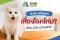แมวหายใจแรง เสี่ยงโรคไหม? คำแนะนำจากสัตวแพทย์