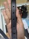 Gucci GG MARMONT BELT SIZE.90